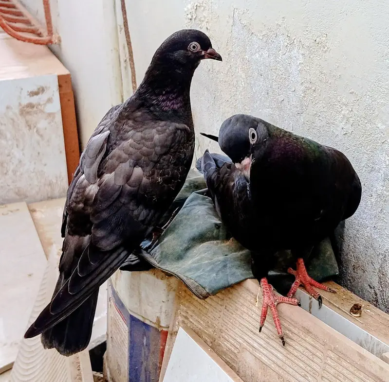 Zaakh Shahjahanpuri — photo 3