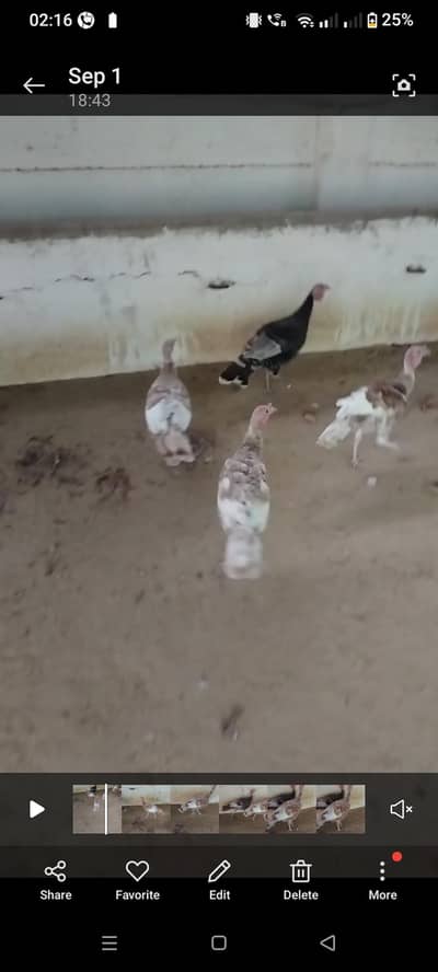 ready to breed pairs