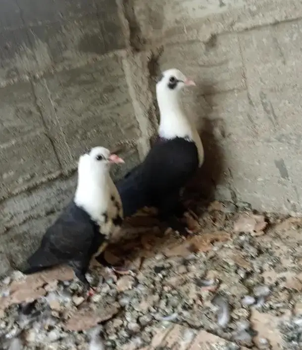 karbalai & shirazi