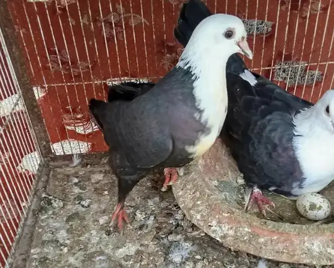 karbalai & shirazi — photo 2