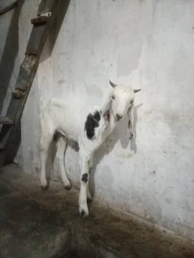 Bakra for sell