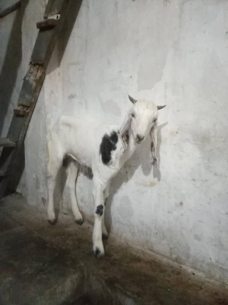 Bakra for sell 0