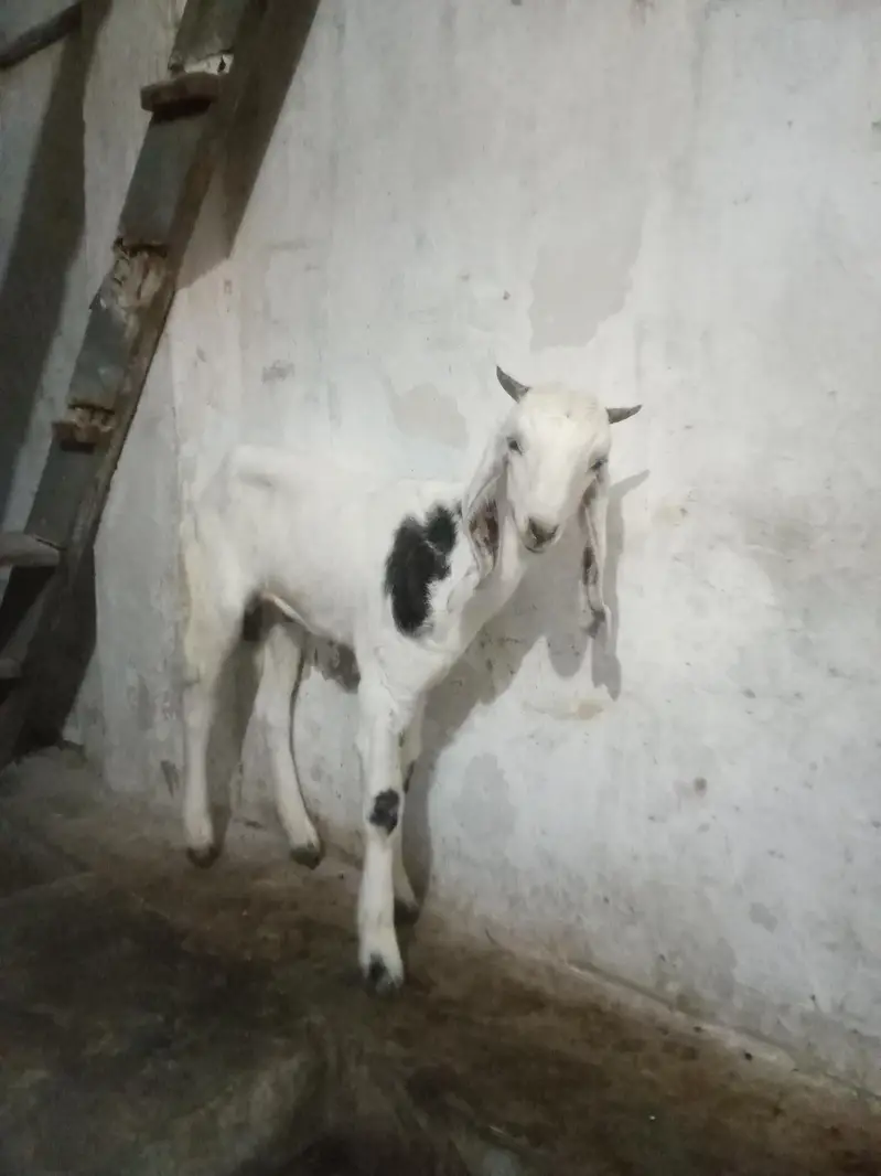 Bakra for sell