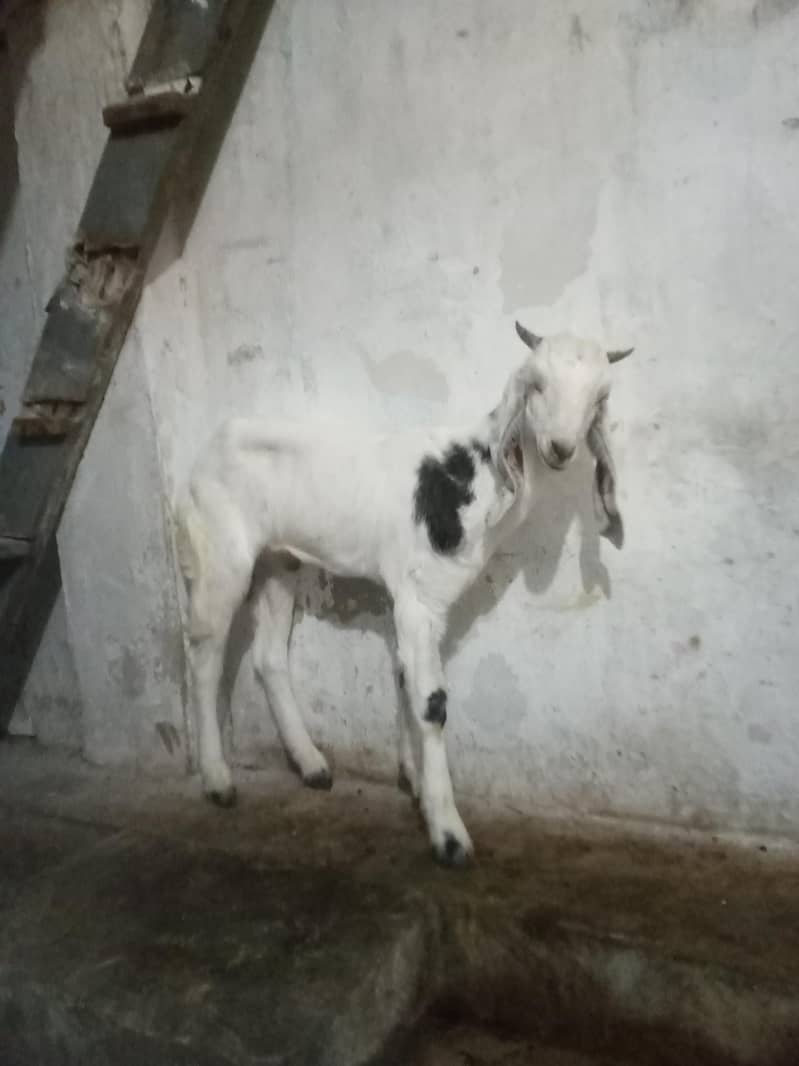 Bakra for sell 1