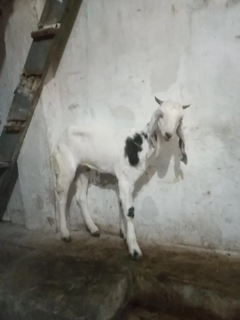Bakra for sell — photo 2