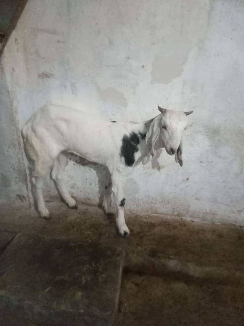 Bakra for sell 2