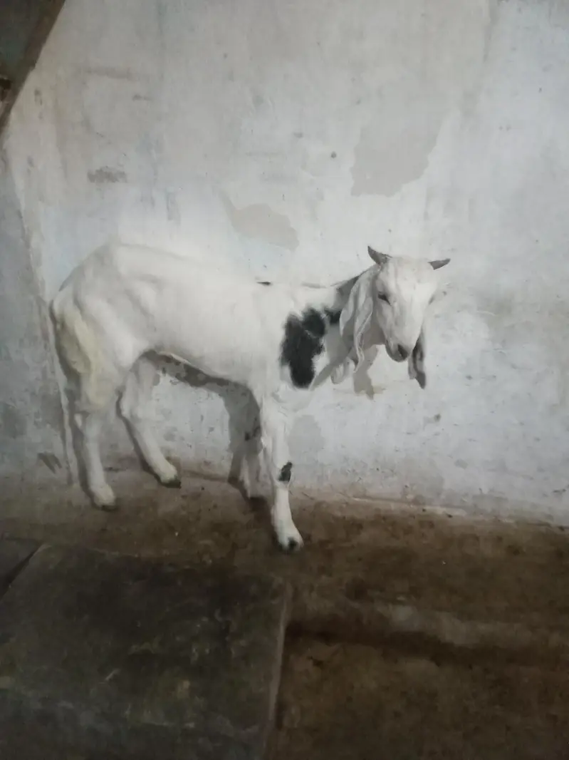 Bakra for sell — photo 3