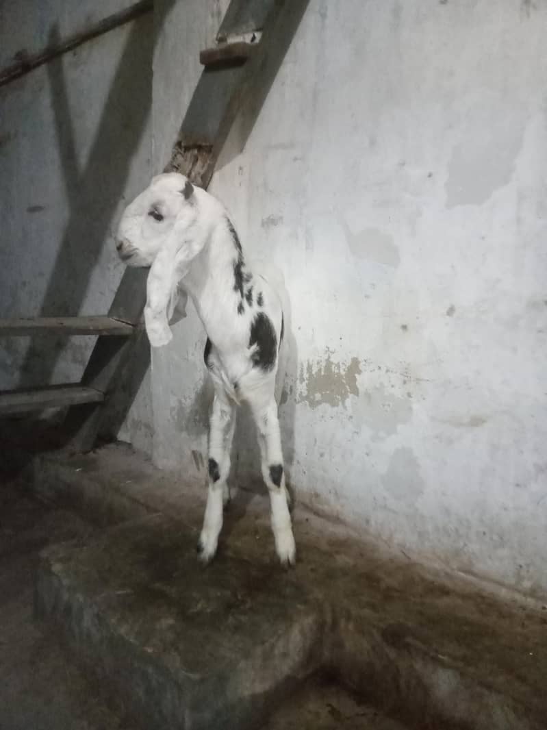 Bakra for sell 3