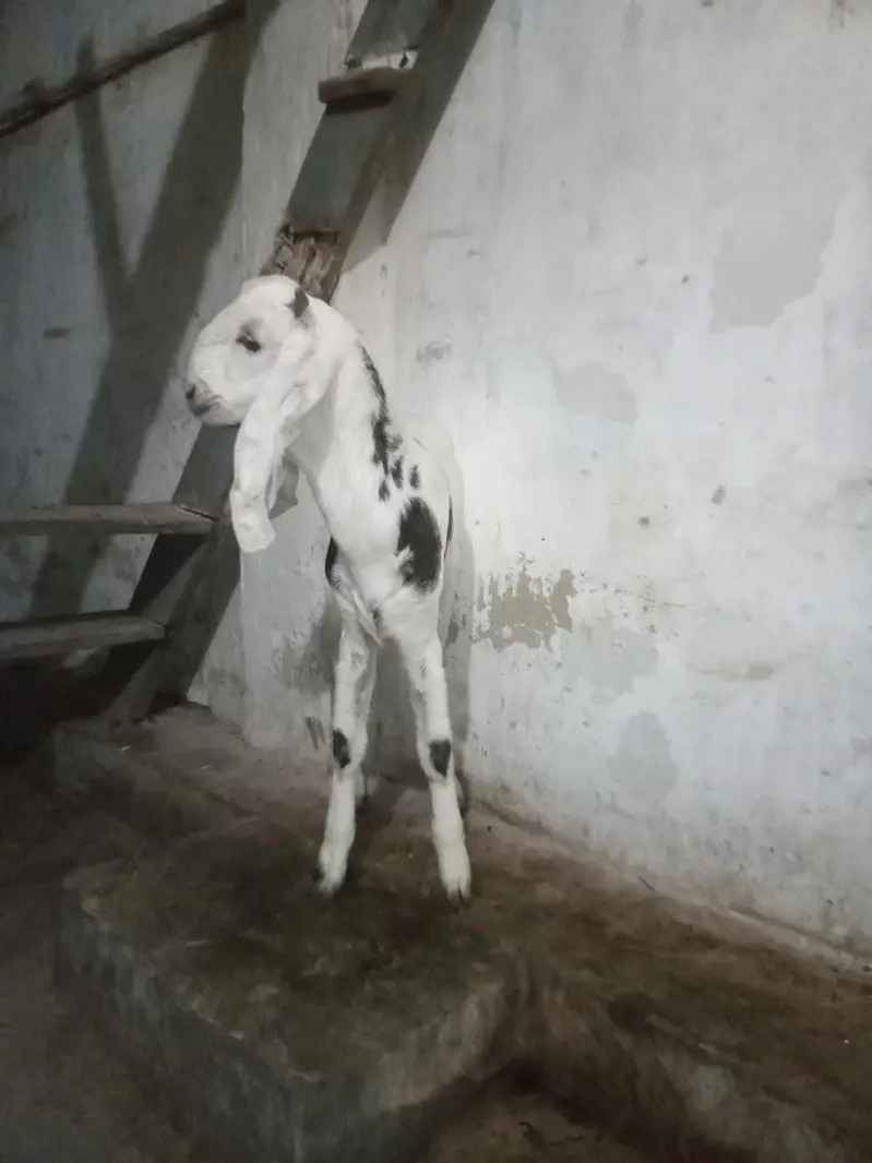 Bakra for sell — photo 4