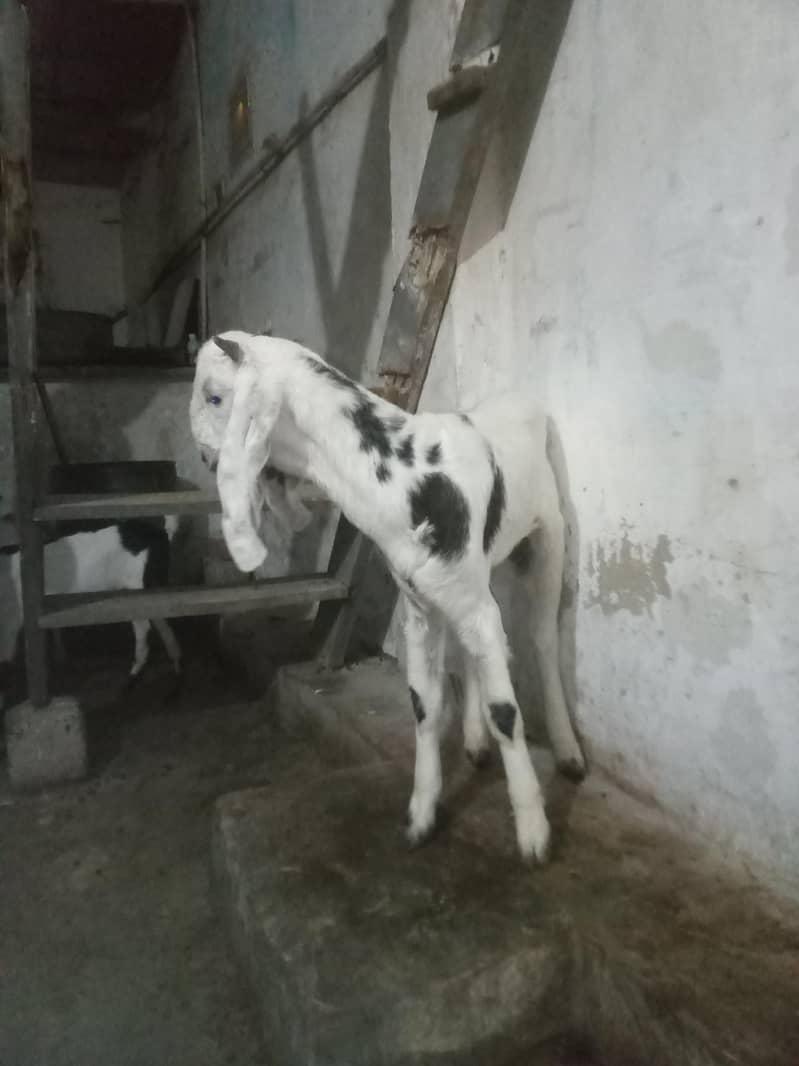 Bakra for sell 4