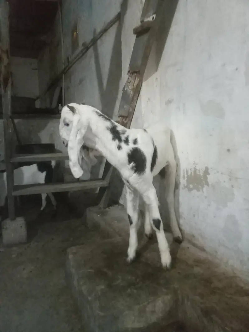 Bakra for sell — photo 5
