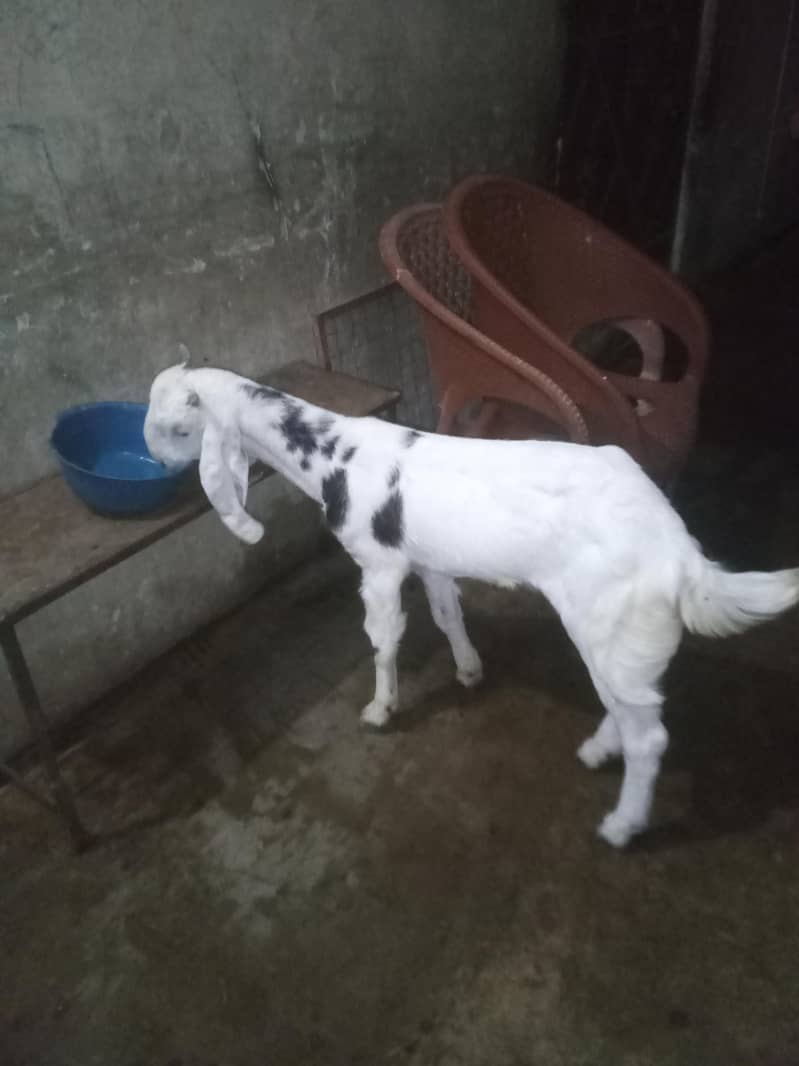 Bakra for sell 5