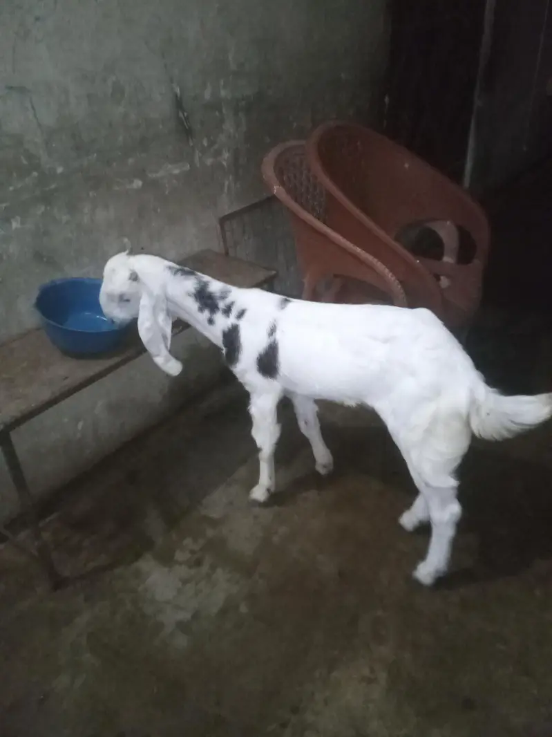 Bakra for sell — photo 6