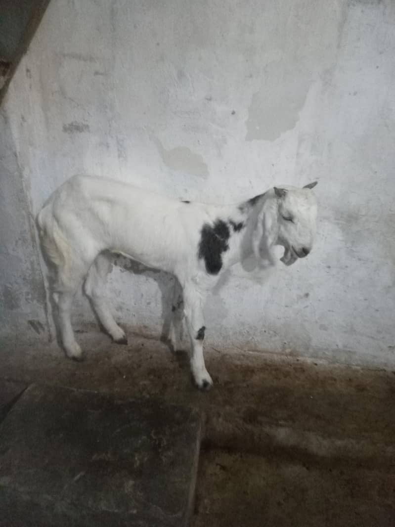 Bakra for sell 6