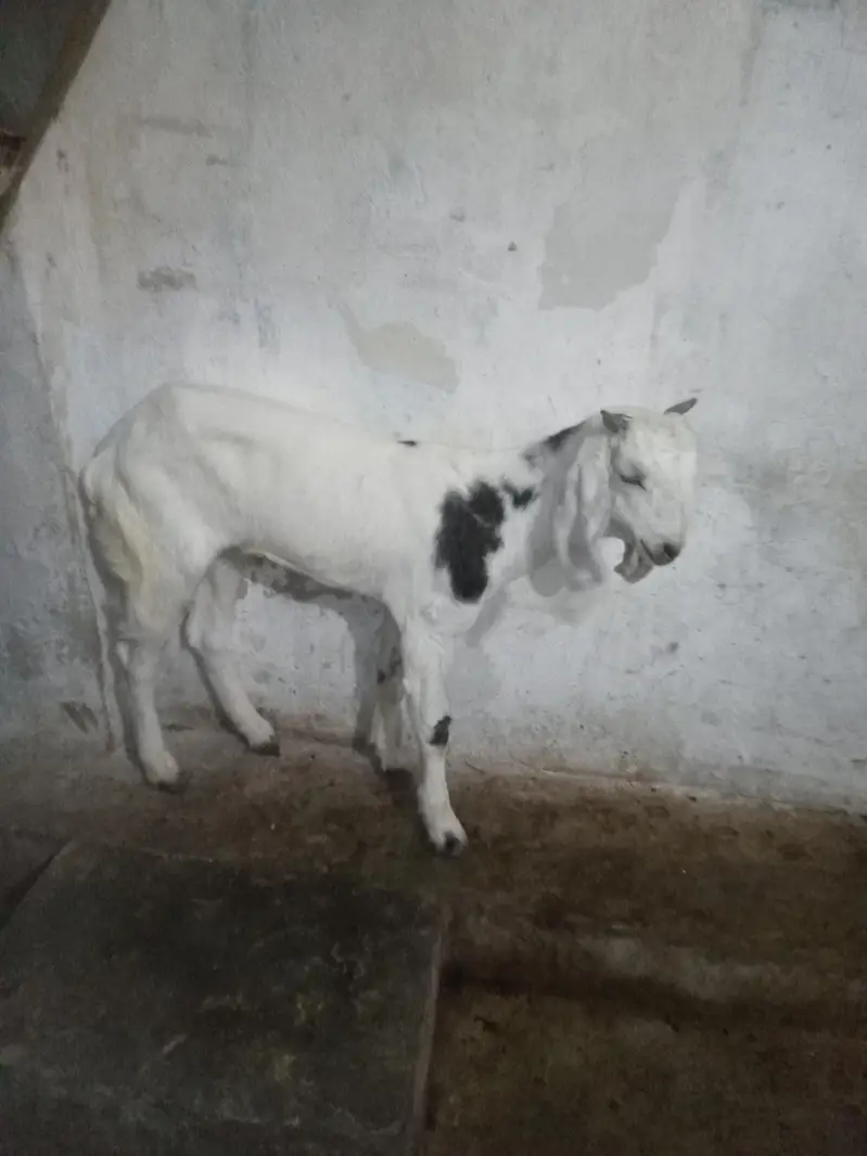 Bakra for sell — photo 7