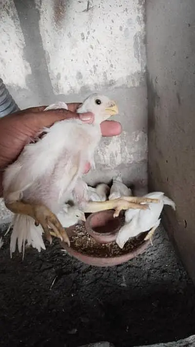 indain parrot beth aseel — photo 2