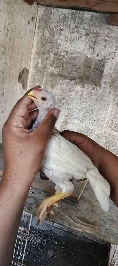 indain parrot beth aseel — photo 3