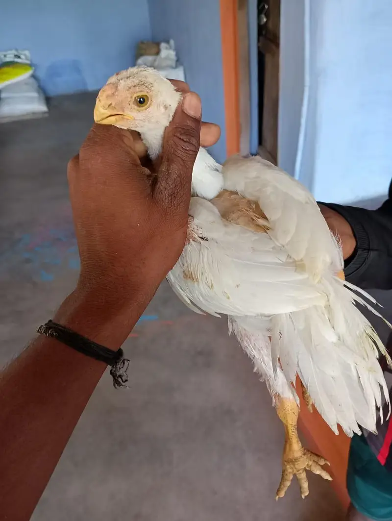 indain parrot beth aseel — photo 4