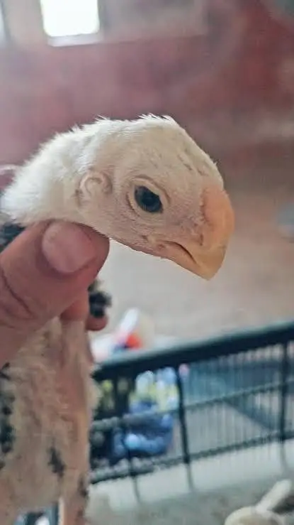 indain parrot beth aseel — photo 5