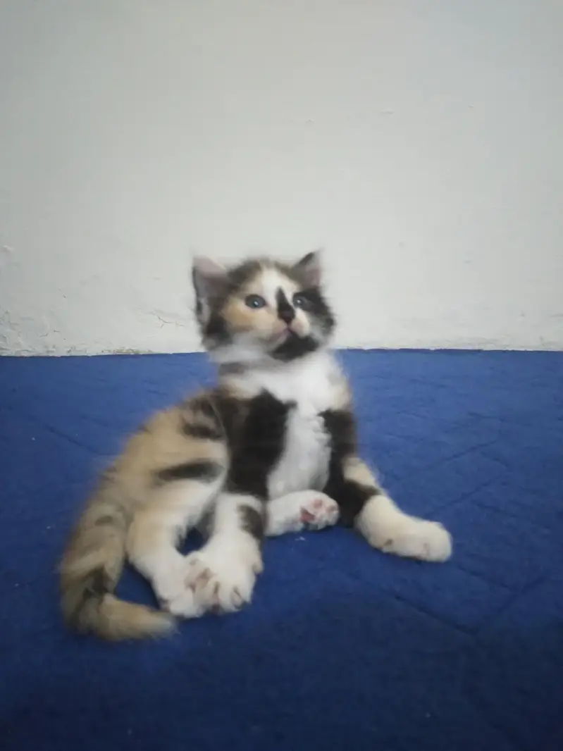 Triple Coat Persian Kitten Female 45 Days - Black Brown White Mix