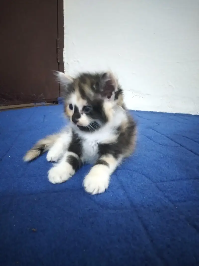 Triple Coat Persian Kitten Female 45 Days - Black Brown White Mix — photo 2