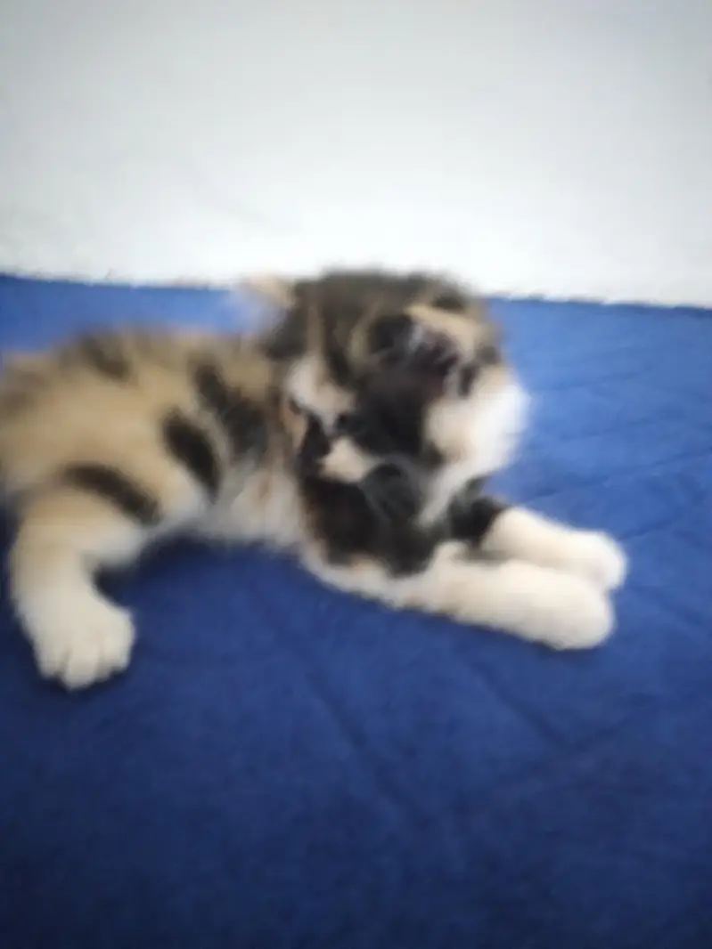 Triple Coat Persian Kitten Female 45 Days - Black Brown White Mix — photo 3