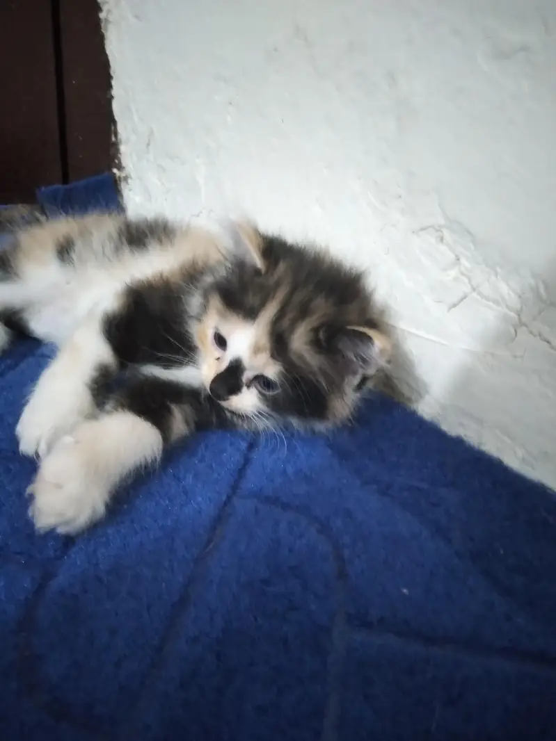 Triple Coat Persian Kitten Female 45 Days - Black Brown White Mix — photo 4