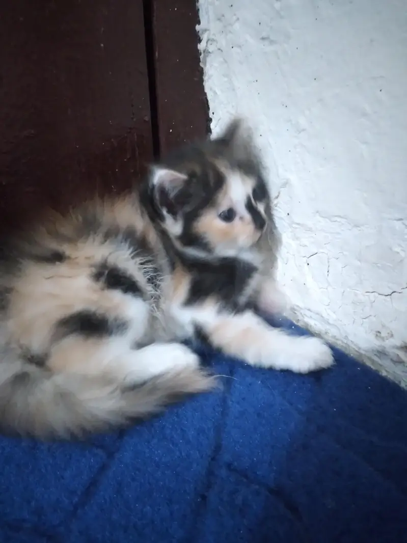 Triple Coat Persian Kitten Female 45 Days - Black Brown White Mix — photo 5