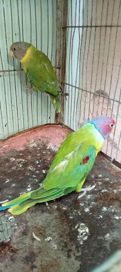 plum beard Indian tota hen