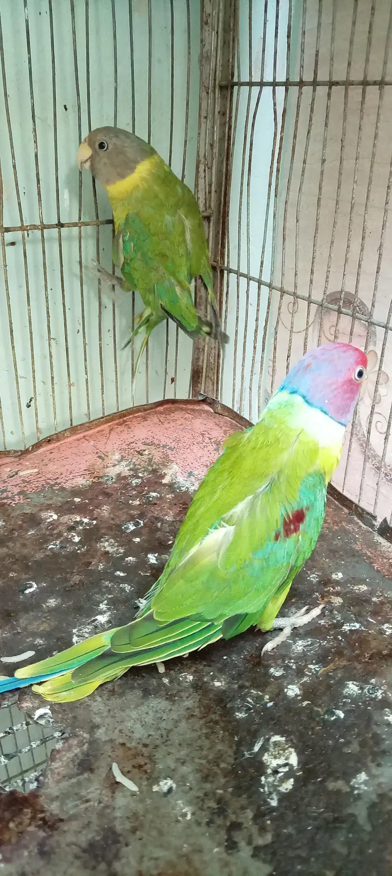 plum beard Indian tota hen — photo 3