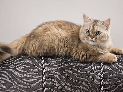 5 Month Male Persian Cat | Triple Coat | Fully Litter Trained Price:
