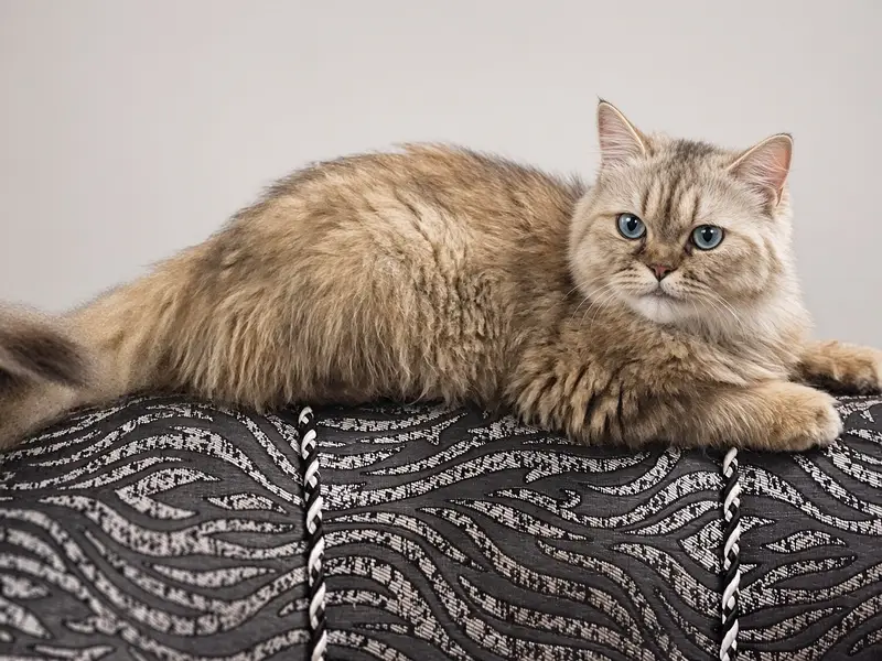 5 Month Male Persian Cat | Triple Coat | Fully Litter Trained