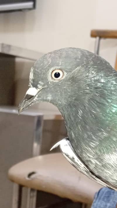 Kala mon wala Urne wala