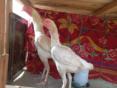heera aseel pair