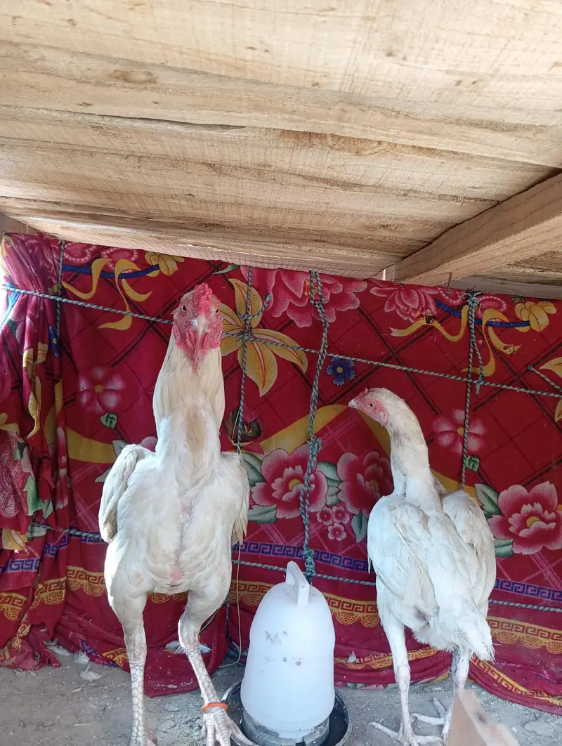 heera aseel pair — photo 2