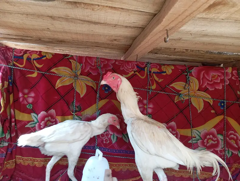 heera aseel pair — photo 3