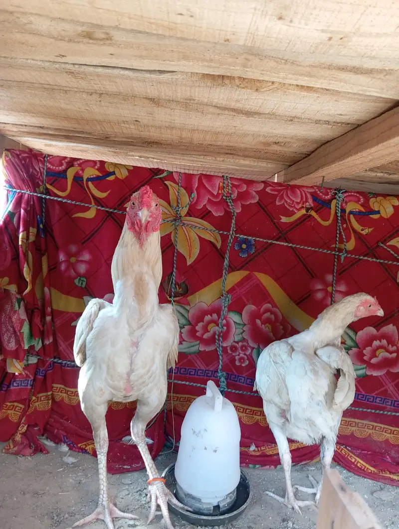 heera aseel pair — photo 4