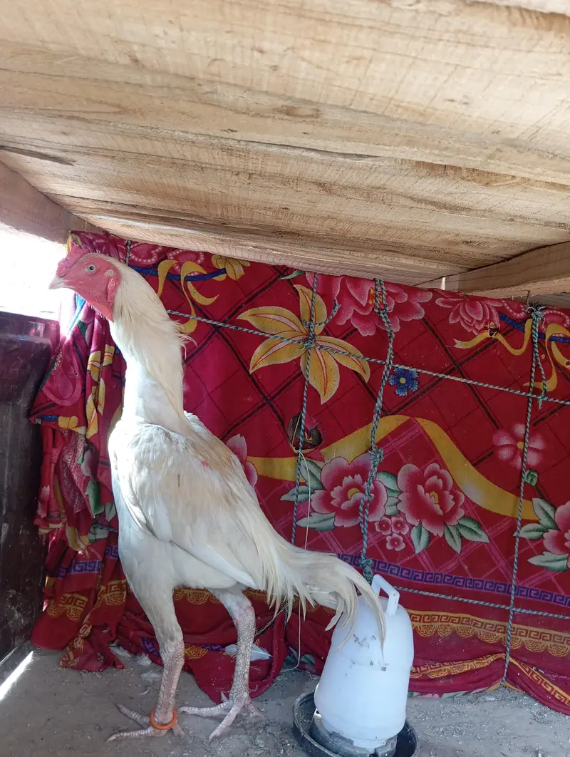 heera aseel pair — photo 5