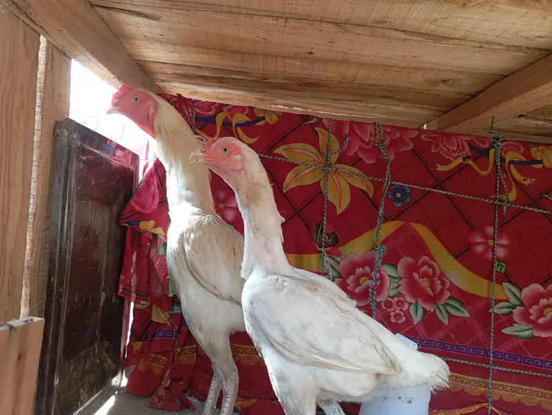 heera aseel pair — photo 6