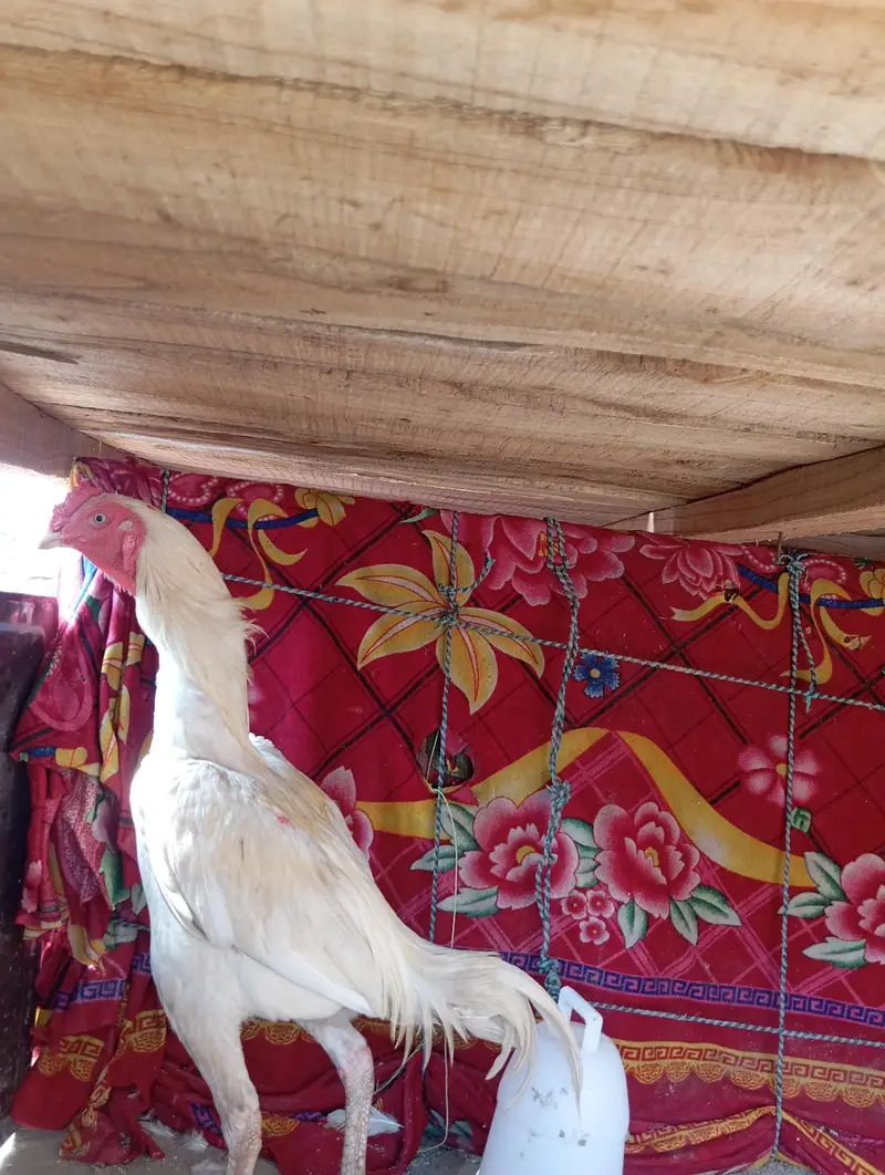 heera aseel pair — photo 7