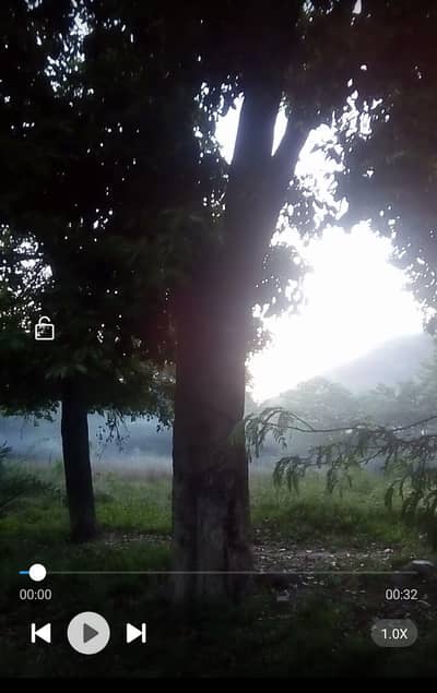Jamun Tree