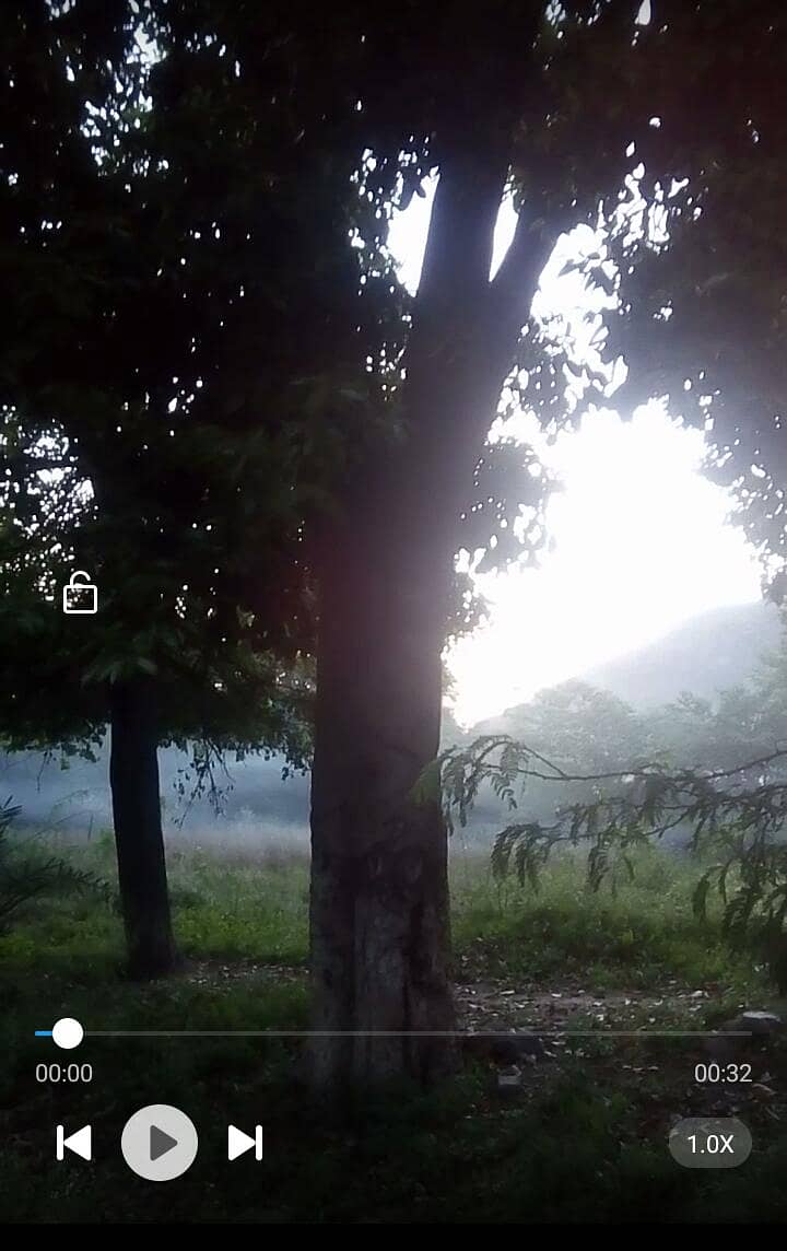 Jamun Tree 0