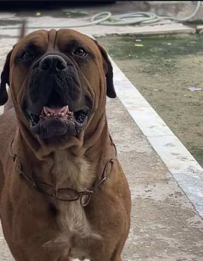 Bullmastiff KCP pedigree top quality male available for stud