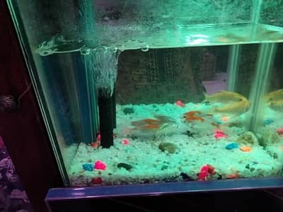 Gold fish