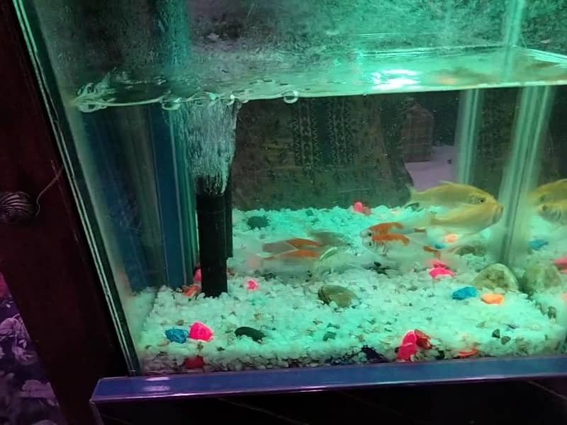 Gold fish 0