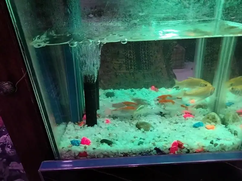 Gold fish