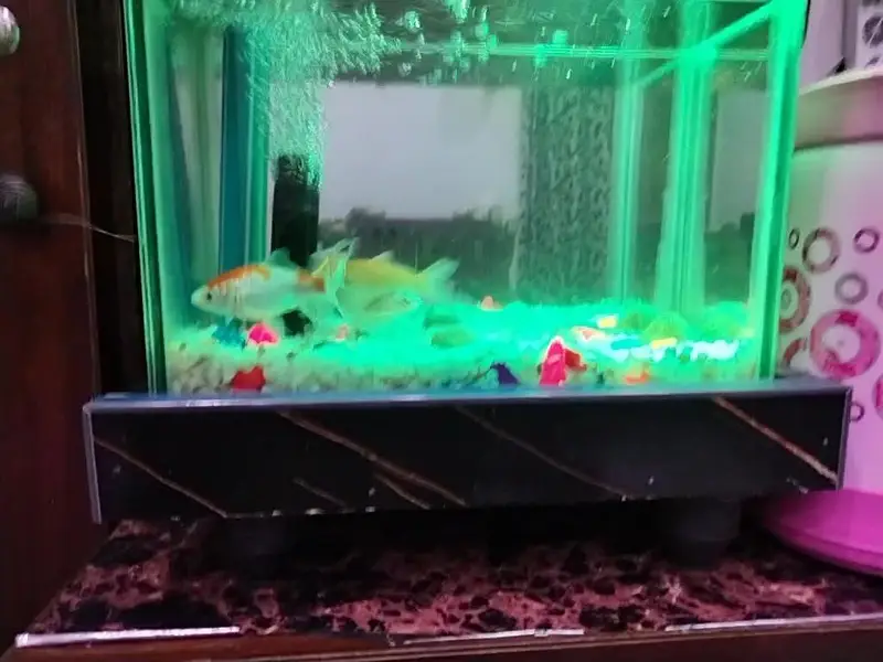 Gold fish — photo 2