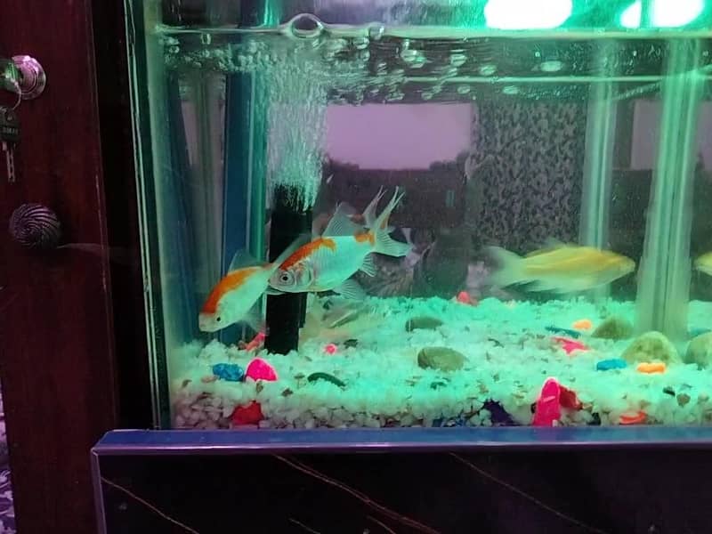 Gold fish 2