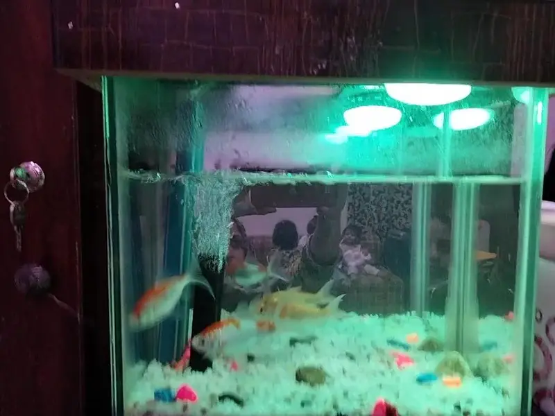 Gold fish — photo 4