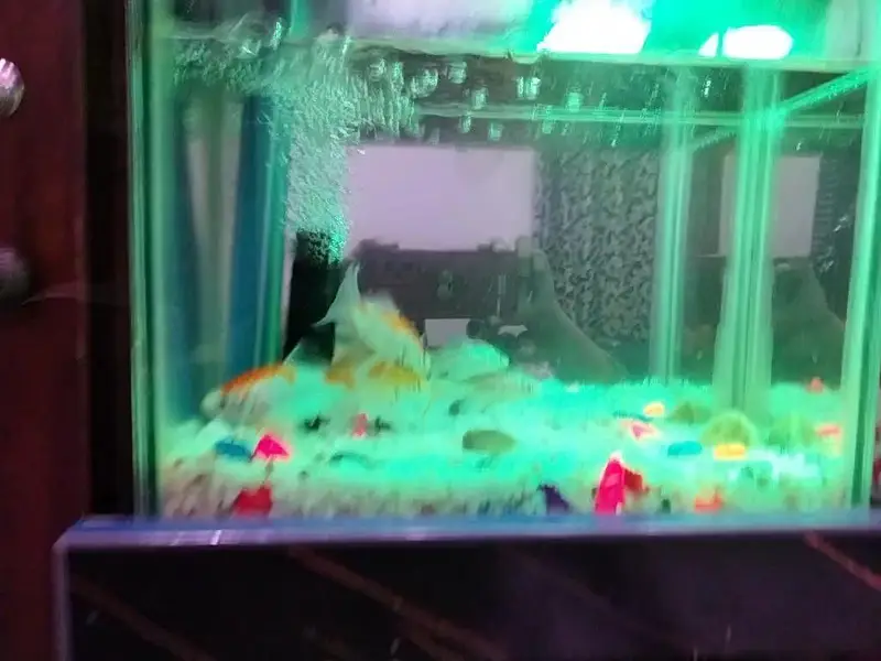 Gold fish — photo 5